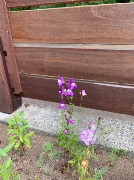 紫竹ガーデンのミックスフラワーシードで咲いた花