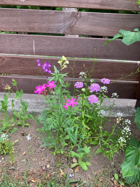 紫竹ガーデンのミックスフラワーシードで咲いた花